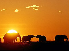 African Elephants, Masaai Mara, Kenya, Africa